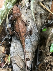 Cristidorsa planidorsata