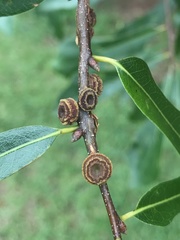 Kokkocynips difficilis