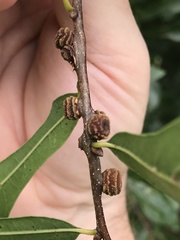 Kokkocynips difficilis