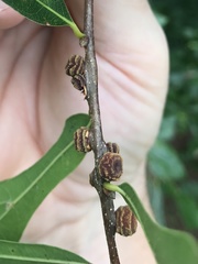 Kokkocynips difficilis