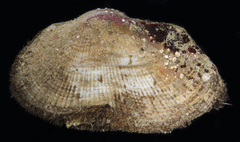 Barbatia trapezina