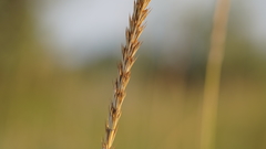 Leymus racemosus