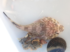 Diplocrepis puniceus