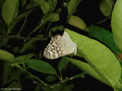 Hamadryas amphichloe