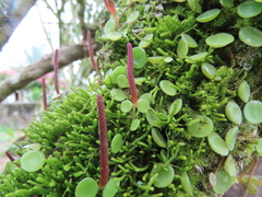 Peperomia rotundifolia