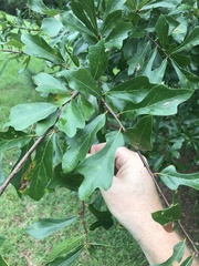 Kokkocynips difficilis