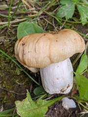 Russula subfoetens