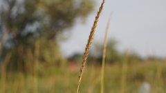 Leymus racemosus