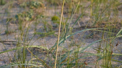 Leymus racemosus