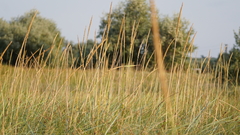 Leymus racemosus