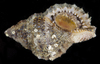 Granular Frog Shell - Photo (c) smithsonian_marinegeo, some rights reserved (CC BY-NC-SA), uploaded by smithsonian_marinegeo