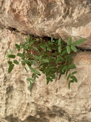 Pellaea glabella