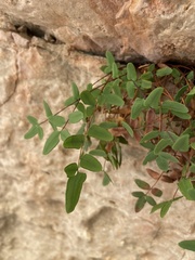 Pellaea glabella