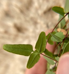 Pellaea glabella