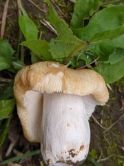 Russula subfoetens