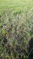 Festuca trachyphylla