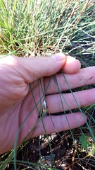Festuca trachyphylla
