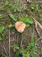 Russula subfoetens