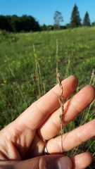 Festuca trachyphylla