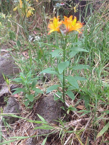 Alstroemeria aurea