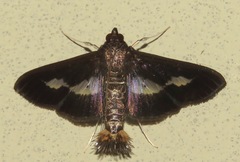 Diaphania praxialis