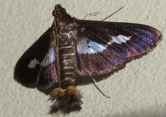 Diaphania praxialis