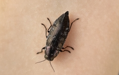 Buprestinae