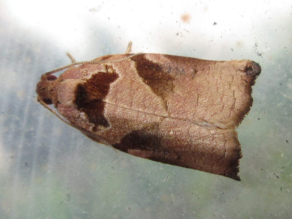 Archips breviplicanus