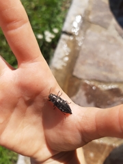 Buprestinae