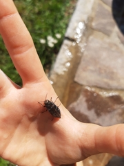 Buprestinae