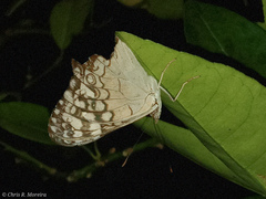 Hamadryas amphichloe