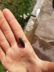 Buprestinae