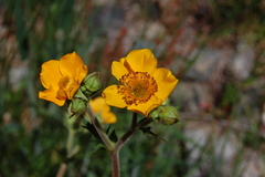 Geum magellanicum