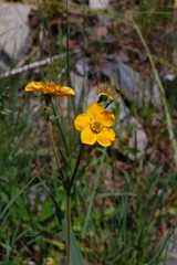 Geum magellanicum