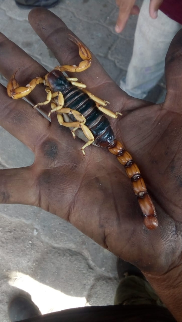 Hoffmannihadrurus gertschi from 34477 Dgo., México on July 27, 2021 at