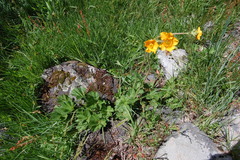 Geum magellanicum