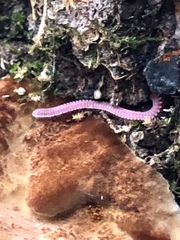 Gosodesmus claremontus