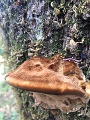 Gosodesmus claremontus