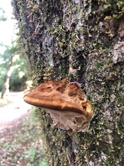 Gosodesmus claremontus