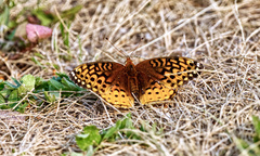 Speyeria cybele pseudocarpenteri