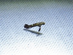 Caloptilia triadicae
