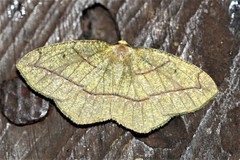 Periclina syctaria