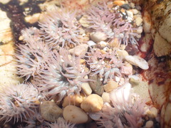 Anthopleura mariscali