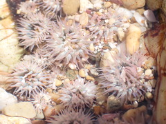 Anthopleura mariscali