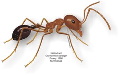 Ocymyrmex barbiger