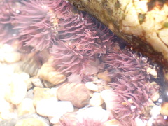 Anthopleura mariscali