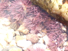 Anthopleura mariscali