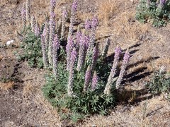Lupinus lepidus sellulus