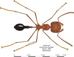 Ocymyrmex barbiger
