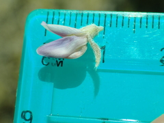 Lupinus lepidus sellulus